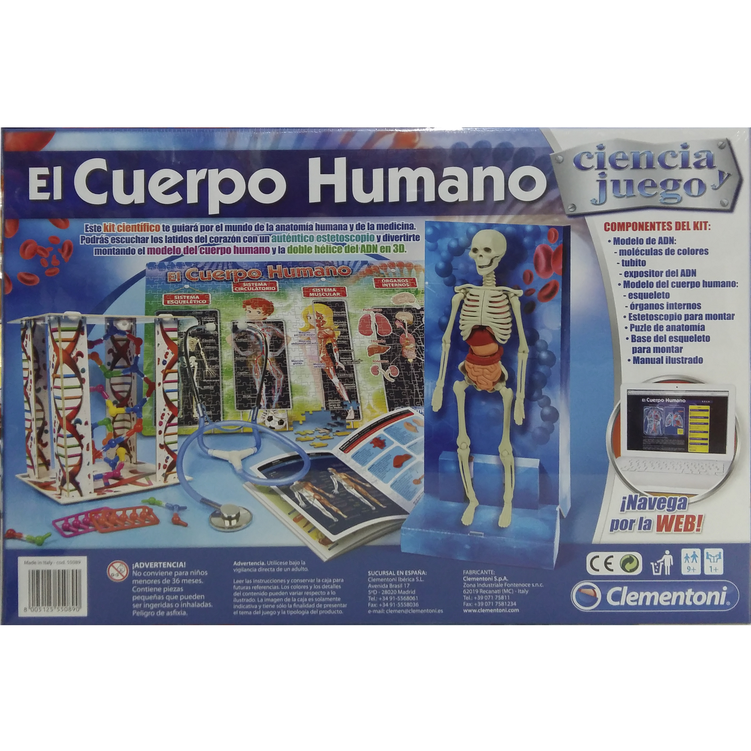 imagen trasera el cuerpo humano